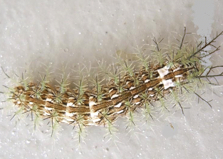 lonomia obliqua caterpillar