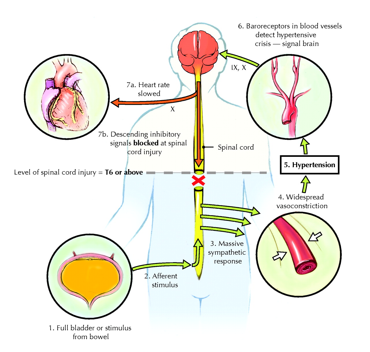 Bladder Afferent Signaling: Recent Findings