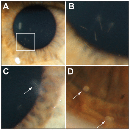 Figure 2: