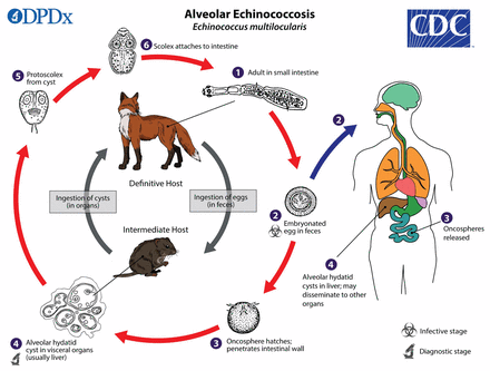 Figure 4: